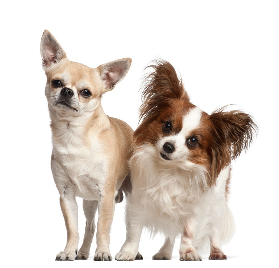 Zwei Chihuahuas mit langem und kurzem Fell